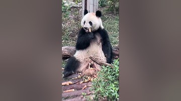 Dry rice bear! Panda #Panda #Giant #Animal