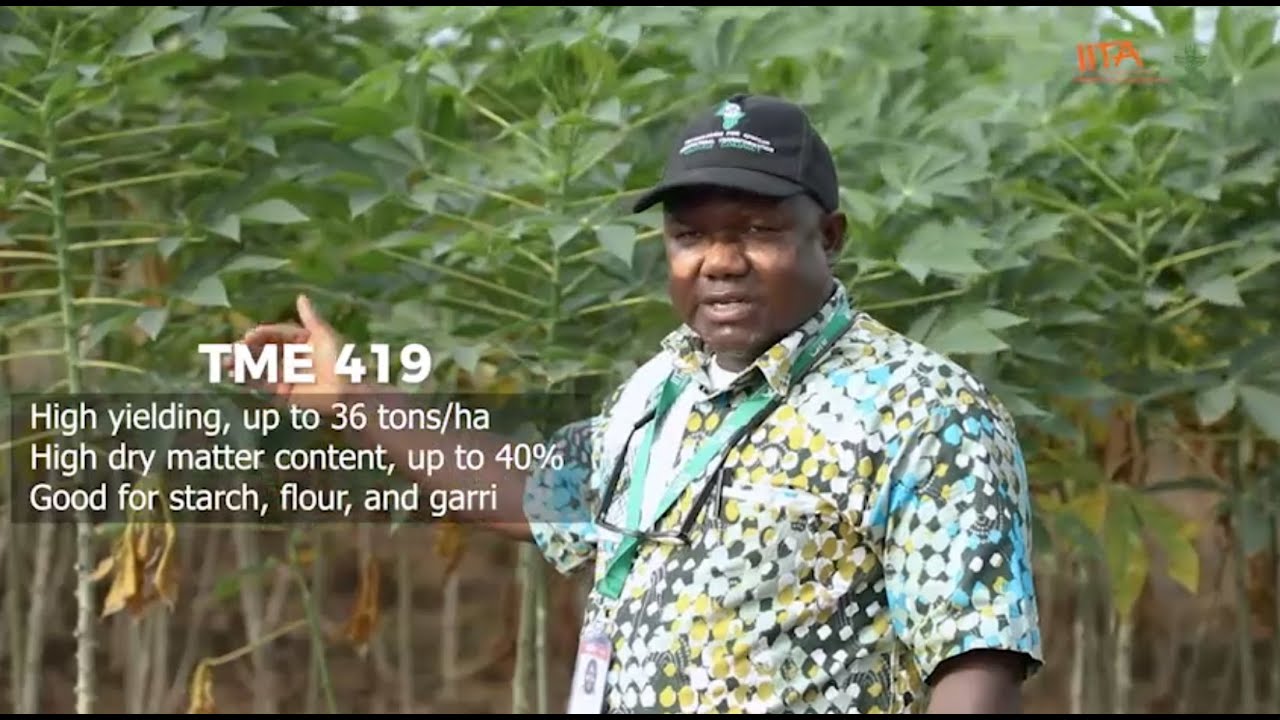 Cassava Matters Episode 12 - Cassava Varieties (TME 419) - YouTube