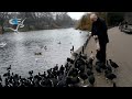 St James Park in London - Impatient Goose Demanding Food