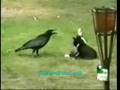 Un corbeau élève un chaton