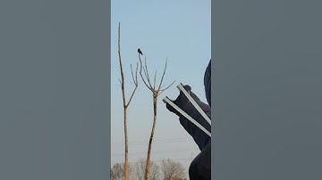 Myna hunting birds training #hunting #birds #slingshot