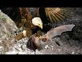 Eagle vs bat  big battle of aerial speed  eagle hunting bat