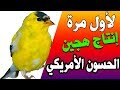 أبناء الحسون الامريكي مع انثى كنار جلوستر صلوا على النبي