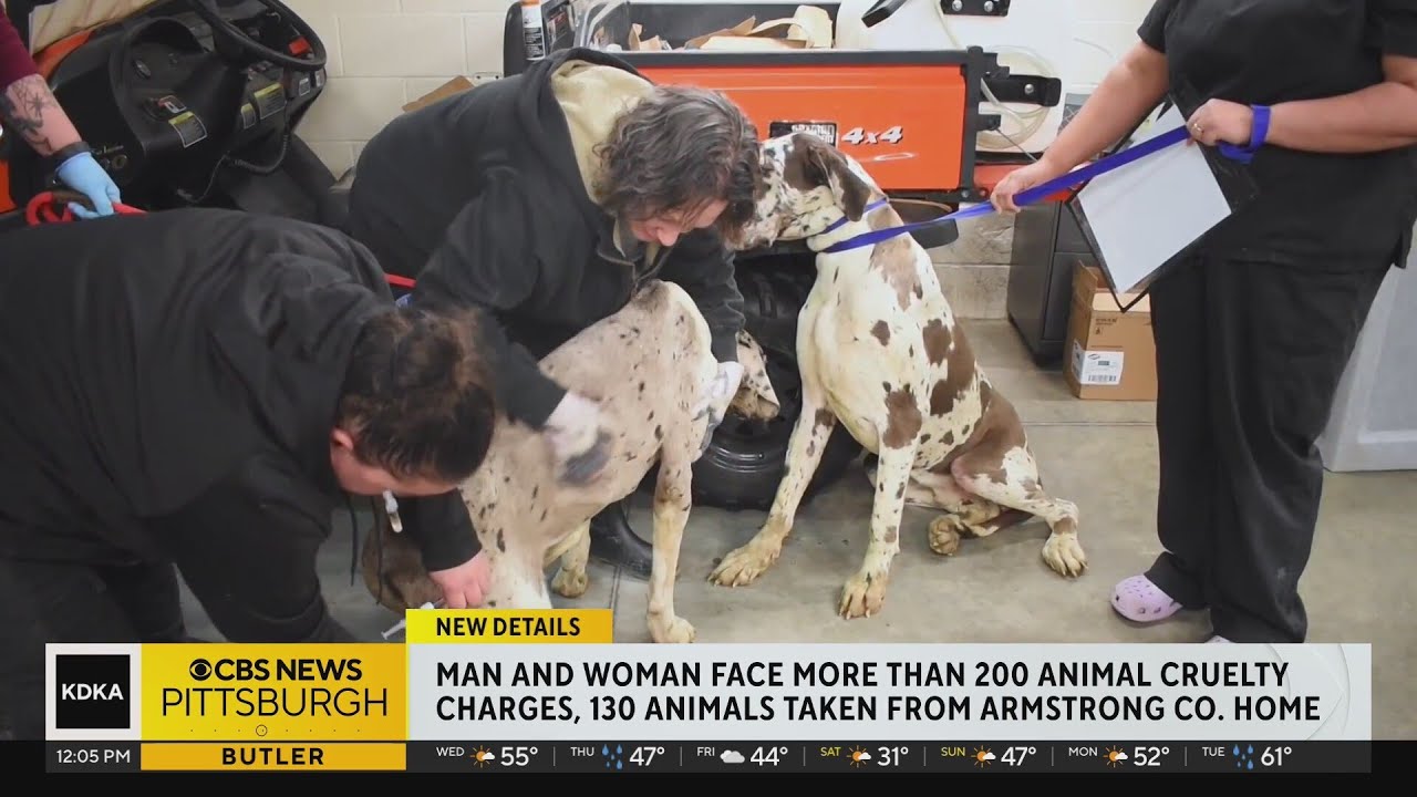 Two people facing more than 200 animal cruelty charges - YouTube