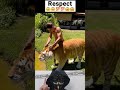 The cool tiger trainer  trending viral respect shorts new