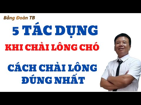 Video: Tầm Quan Trọng Của Việc Chải Lông Cho Chó Con Của Bạn