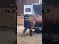 When the horse is involved in the plan