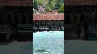 🏄‍♂️Surfing in Switzerland🇨🇭Thun #shorts #surfing #switzerland #aare #river