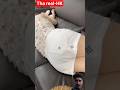 #funny #beautiful #grails #shortvideo