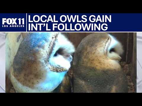 Shadow Hills couple’s barn owl box draws worldwide following | FOX 11 LA