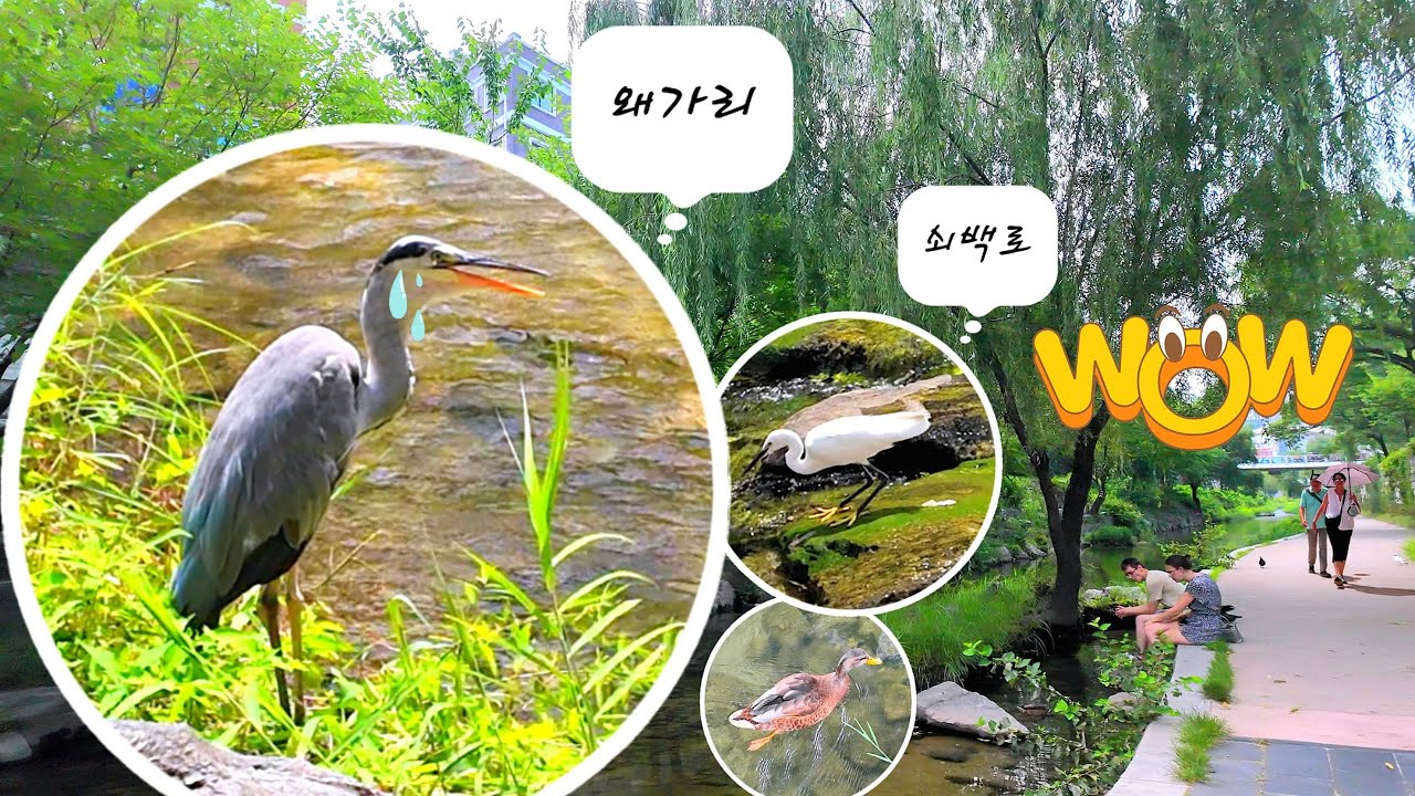 Жаркая тревога! Цапли выживают в экстремальное лето на Чхонгечхон 🐳 Цапли и утки | 4K