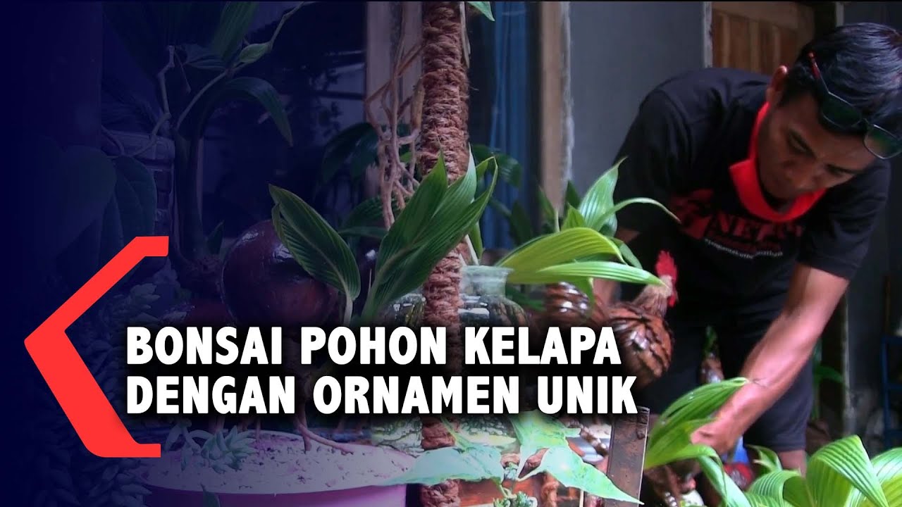Kelapa Kering Disulap Menjadi Bonsai Pohon Kelapa denga… — Transcript