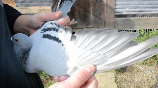 PL 0233 14 6021 PROS ROOSEN LADY