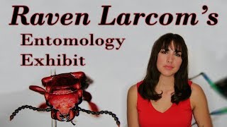 Interview and Exhibit with Raven Larcom – Talking about Bugs!