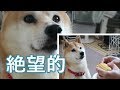 柴犬小春　【絶望的】とうもろこしを飼い主に奪われた柴犬の顔が・・・。