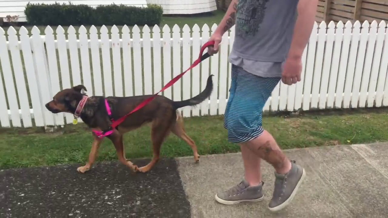 Stop Your Dog From Pulling on the Leash 2018!!! YouTube