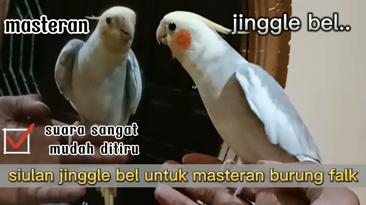 masteran siul jinggle bel, untuk burung falk