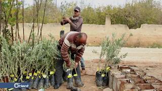 الفلاحون شمال غرب إدلب يسعون لتحسين أصناف أشجار الزيتون في حقولهم