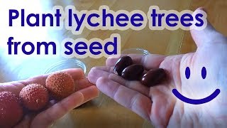 How to plant lychee seeds (See Description before watching)