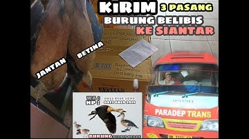 BURUNG BELIBIS MEDAN PART 2 SOLDOUT