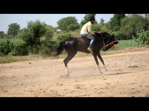 वीडियो: घोड़ों की सवारी करना कैसे सीखें