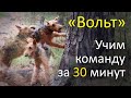 Эрдельтерьер. Процесс обучения команде &quot;Вольт&quot;.