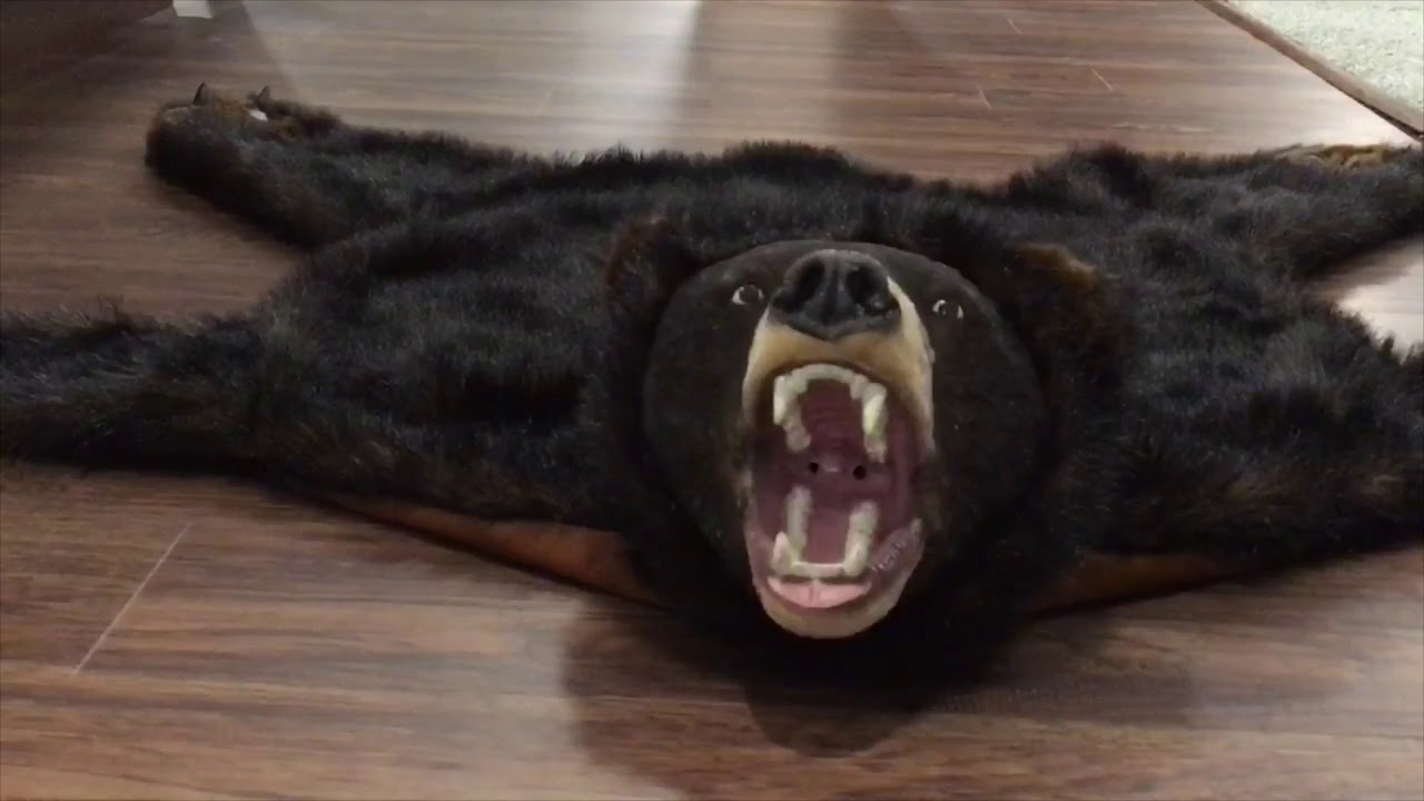 Bud the Talking Bear Skin Rug (Dirty version)