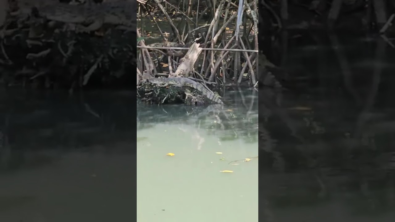 Ilha da Gigóia/RJ,Amazônia Carioca