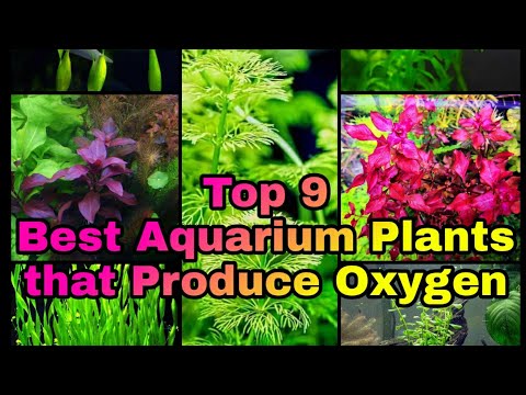 Video: Ar augalai prisotins vandenį deguonimi?