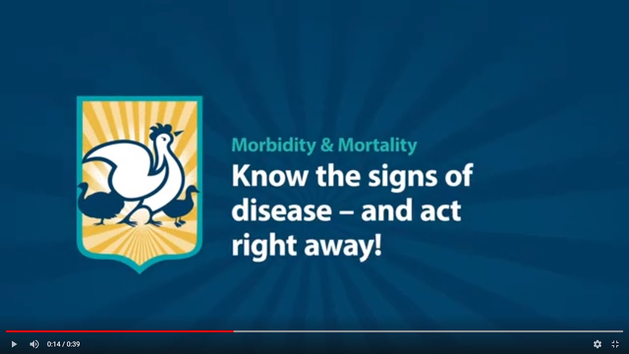 defend-the-flock-morbidity-mortality-youtube