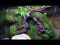 【LIVE】イモリウムの作り方【基礎知識編】20×20×20cm Newt vivarium SetUp/JAPAN