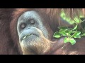 [4K] A rainy day with the orangutans at the San Diego Zoo