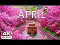 April 2026 – Spring in 4K 🌸 Cherry Blossoms, Lavender Hills & Tranquil Rivers - 4K Ultra Video UHD