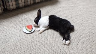Sleeping rabbit dreaming about eating watermelon!