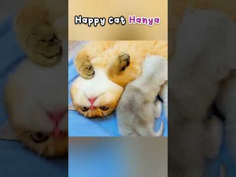Happy Cat Hanya