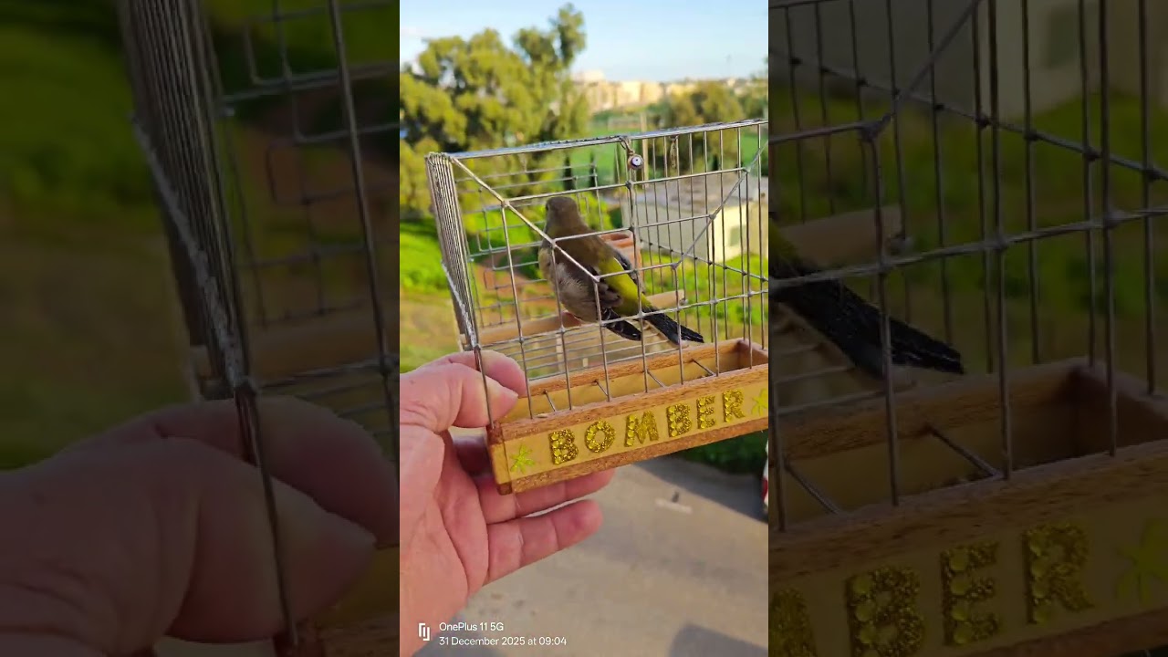 #verdun #greenfinch #birds #singing #2025 🧿🌟 BOMBER 🌟🧿🤘🏼🚀🔥⚡🏆👑💚💚💚