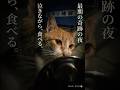「ありがとう、死ぬかと思った。」夜に静かに泣きながら食べる野良猫の選択 #感動猫動画 #野良猫の現実