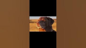 #helicity #roblox #shorts #tornado #intercept