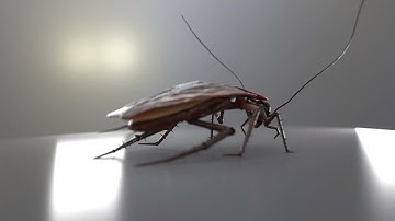 Cockroach 3D model