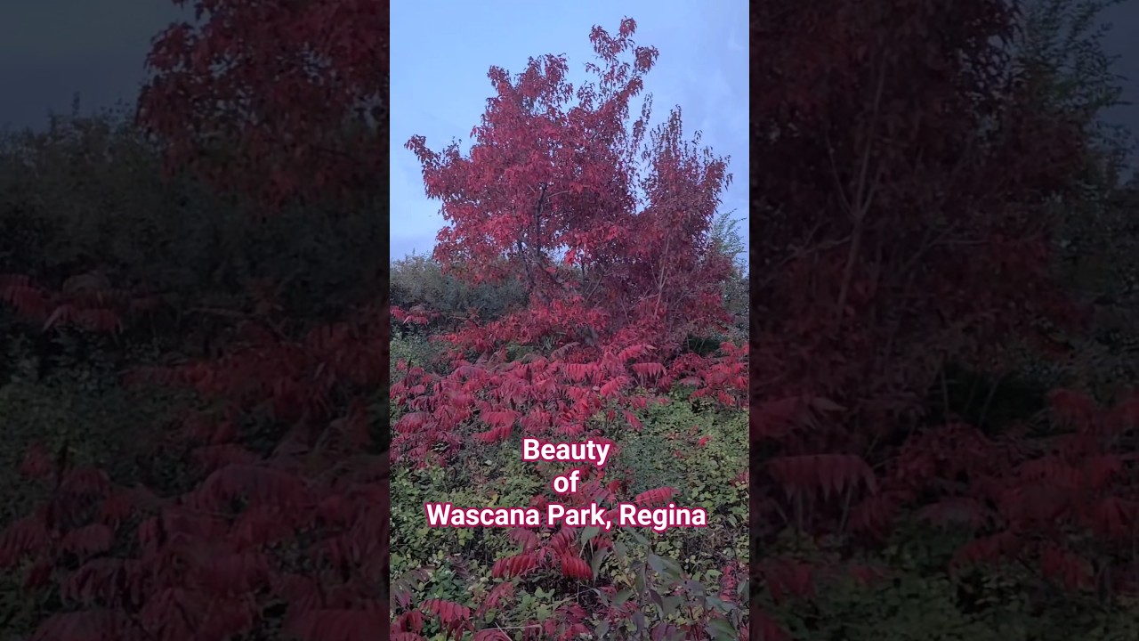 My Wascana Park tour 