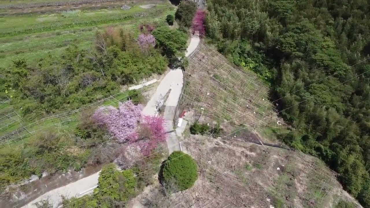 115-02-21 夏蝶冬櫻山谷園地-08 山徑蜿蜒 A