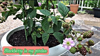 HOW TO REPOT BLACKBERRY | PINAY JAPAN LIFE