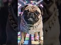 P.U.G owns the f**king dance floor