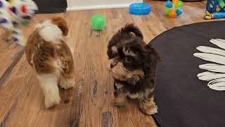 Loving these Heavenly Havanese Sweethearts!!! by Juliemelodies 668 views 6 months ago 3 minutes, 34 seconds