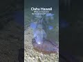 Snorkeling Tour in Hawaii #oahuhawaii