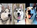 Ultimate Husky Compilation ~ Cutest &amp; Funniest Huskies!