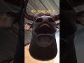 भैंस चिल्ला रही है ।#funny #animals #bhojpurisong #song #trending #song #bafailo#भैंस #comedy #virol