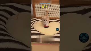 🐱 Smart Cat Learns the Bell Trick… But Then This Happened! 😂 #tamilshorts #fyp
