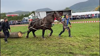 Expoziție de cai Săsar, Maramureș#2022