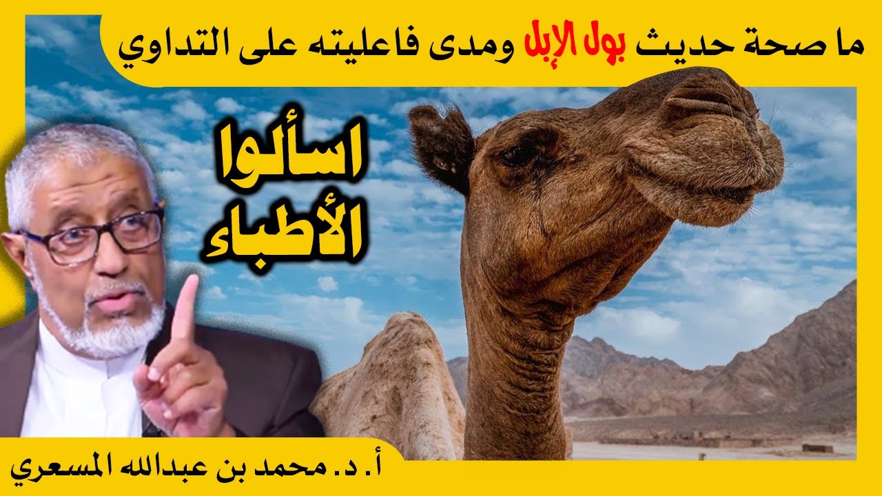 الدكتور محمد المسعري : ما صحة حديث بول الإبل وفاعلية التداوي بشرب البول ...